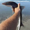 kirk_westhaver